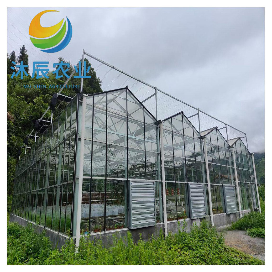 Agricultural Strawberry Tomato Multi-span Glass Greenhouse With Dutch Buckets Hydroponic System