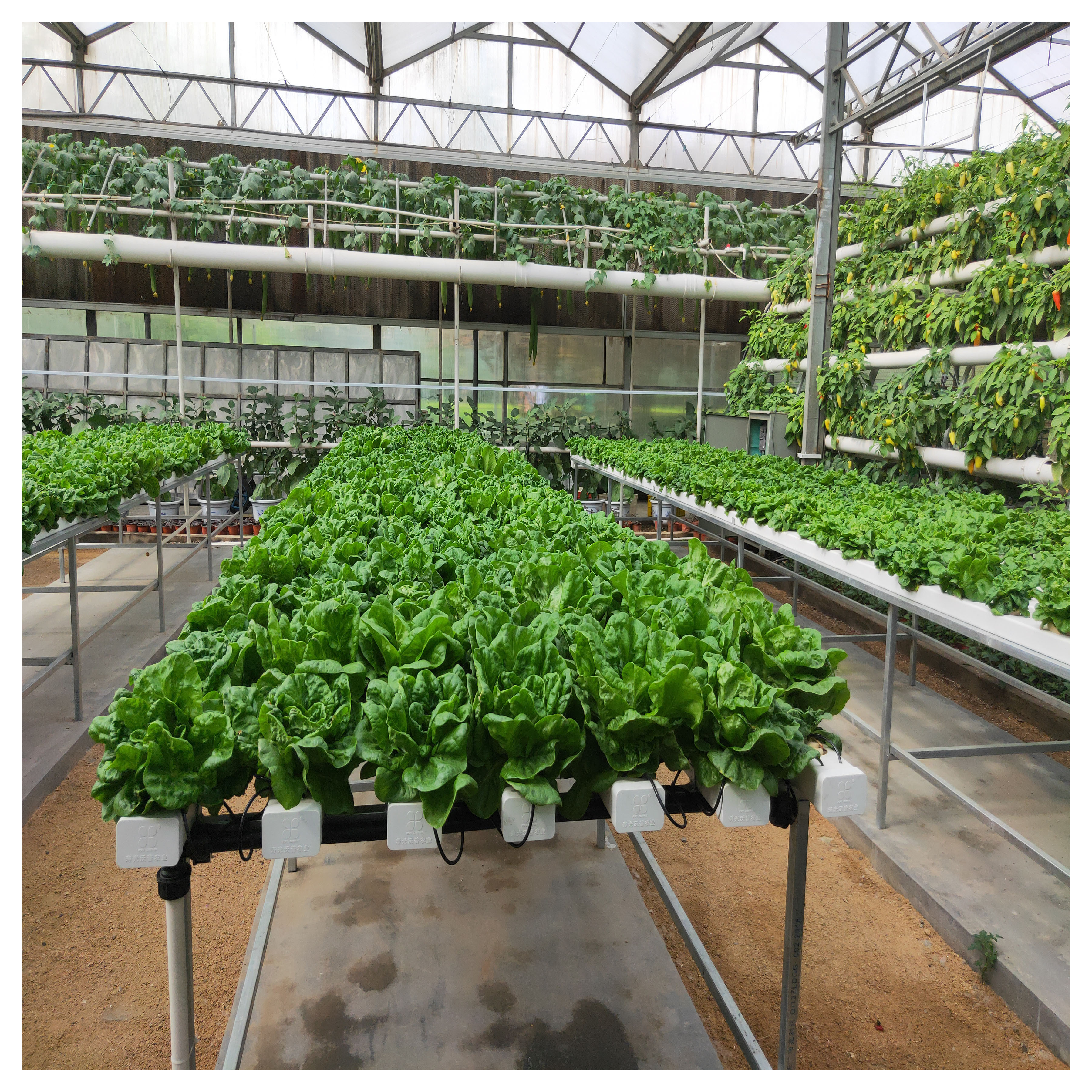 Commercial Good Quality Hydroponic Nft Growing System For Sale/leaf Vevatable