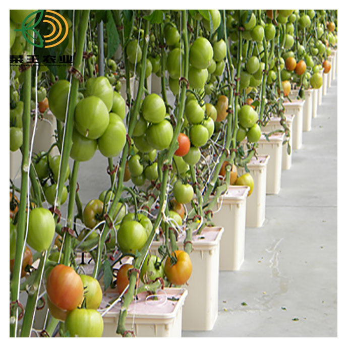 Hydroponic Dutch Buckets Virtical Tank Bucket System Square Barrel For Planting Tomatoes And Potatoes