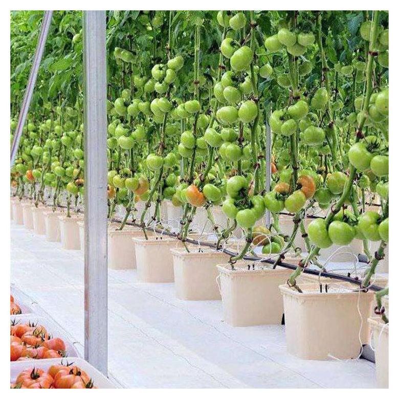 Agricultural Strawberry Tomato Multi-span Glass Greenhouse With Dutch Buckets Hydroponic System