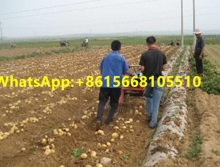 10~20hp potato digger one row potato harvester 3 point linkage Potato/Garlic/Sweet Potato Harvester harvest machine