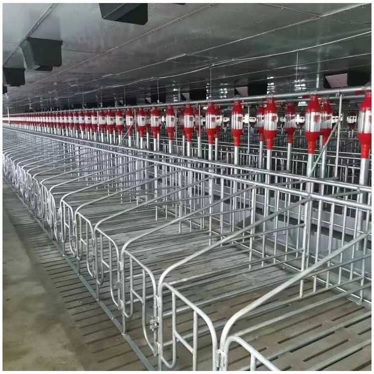 automatic farm gestation stall for pigs gestation create for pig