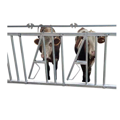 Hot Galvanized Steel Cow Head Lock Cattle Head Lock For Dairy Farm