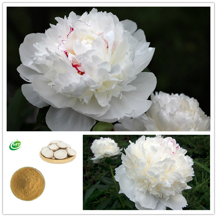 Organic 10:1 Paeonia lactiflora root P.E. White peony root extract powder