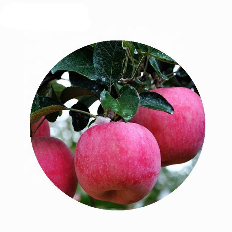 Bulk Freeze Fruit Powder Pure Natural Lyophilized Apple Fruit Powder