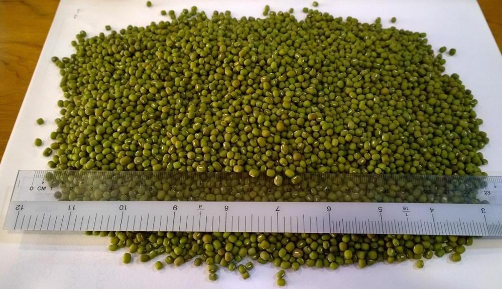 Best Seller Green Mung Beans 3.25mm up Myanmar Origin