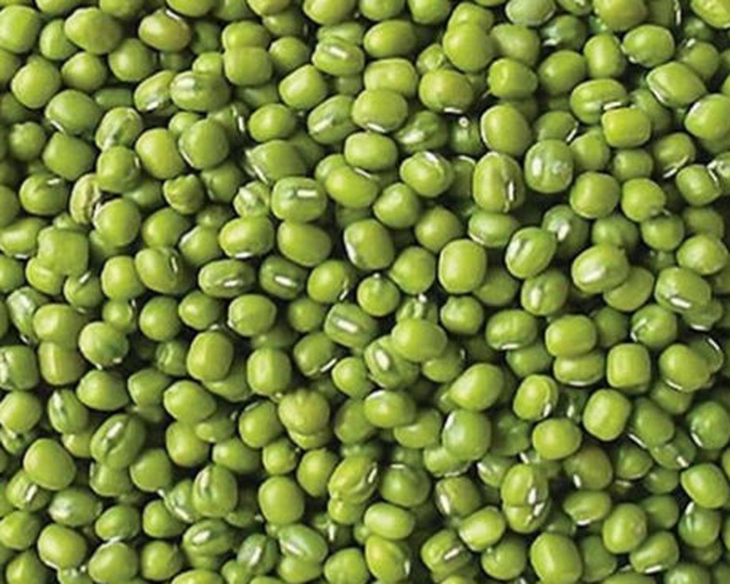 Best Seller Green Mung Beans 3.25mm up Myanmar Origin