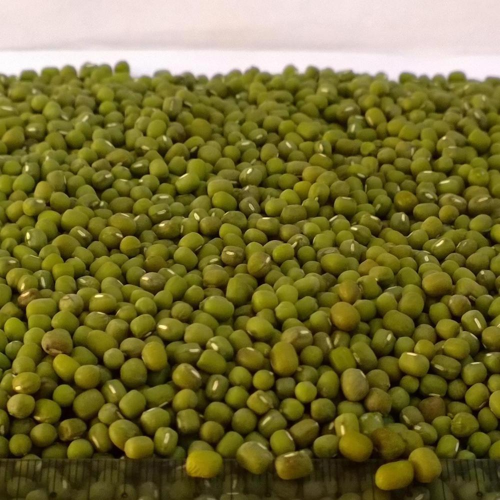 Best Seller Green Mung Beans 3.25mm up Myanmar Origin