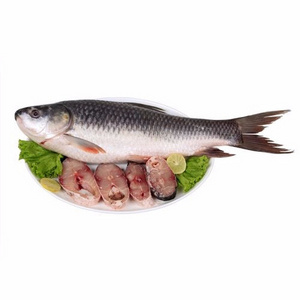 FROZEN ROHU FISH - BEST PRICE VIETNAM WITH HIGH QUALITY WHOLESALE 2023