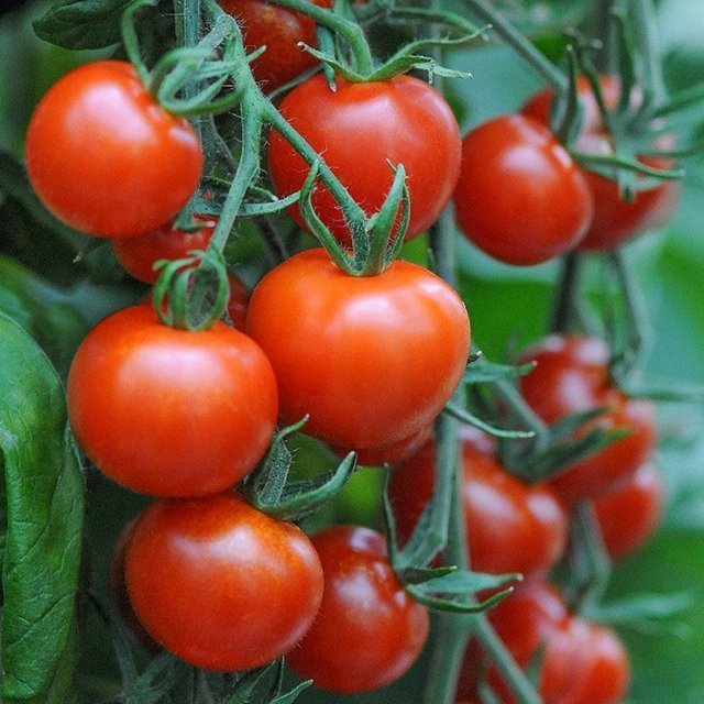 WHOLESALE FRESH ORGANIC TOMATO HIGH QUALITY - EXPORTING STANDARD WITH COMPETITIVE PRICE FROM VIETNAM