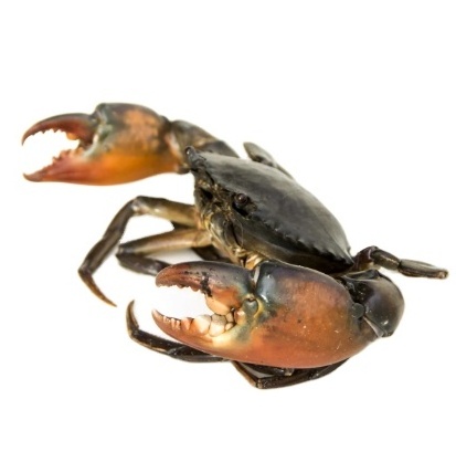 HOT SALE !!! LIVE MUD CRAB Top Quality Mud Crab Live Competitive Price From Vietnam at wholesale price