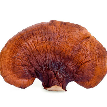 Dried reishi mushroom For Wholesale with high quality and the best price from Vietnam Exporter.