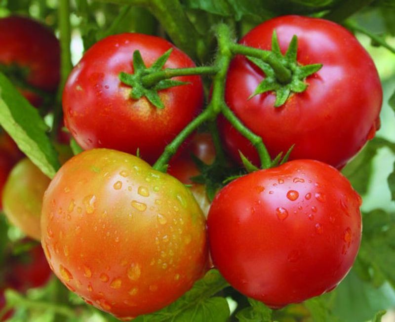 Best Price High Quality Fresh Tomato 100% Natural with best price and high quality from Vietnam in 2023 (wholesale)