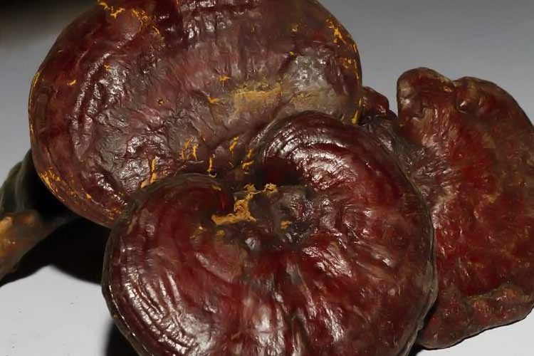 Dried reishi mushroom For Wholesale with high quality and the best price from Vietnam Exporter.