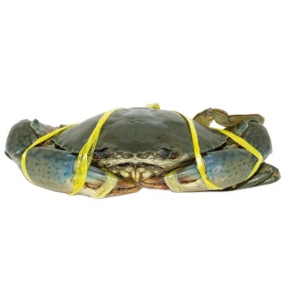 HOT SALE !!! LIVE MUD CRAB Top Quality Mud Crab Live Competitive Price From Vietnam at wholesale price