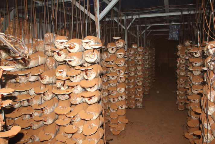 Dried reishi mushroom For Wholesale with high quality and the best price from Vietnam Exporter.