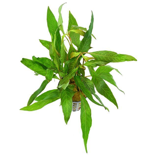 TOP SALE! HYGROPHILA WILLOW LEAF SEEDS - Special Vietnamese hygrophila salicifolia WITH HIGH QUALITY and COMPETITIVE PRICE