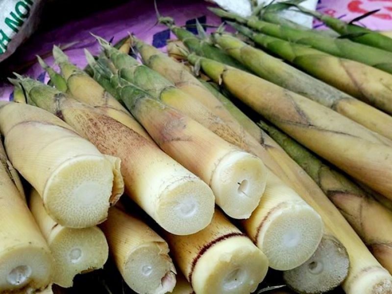 Best Price High Quality Bamboo Shoot from Viet Nam