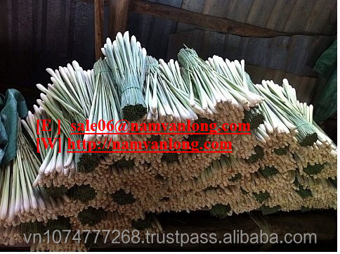 FRESH LEMONGRASS WITH HIGH QUALITY AND BEST PRICE