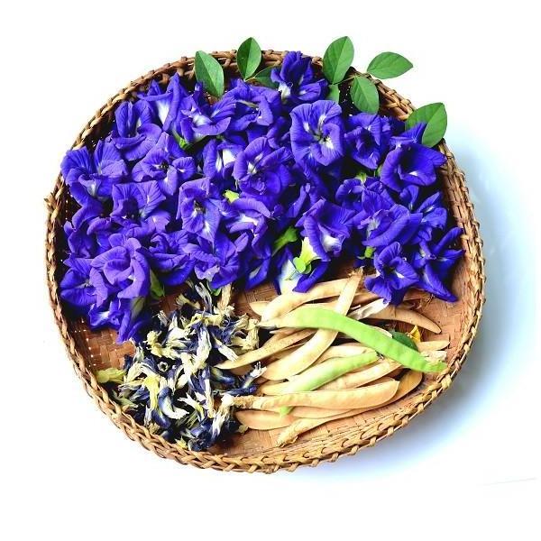 ORGANIC BUTTERFLY PEA FLOWER FOR EXPORTING WITH HIGH QUALITY AND BEST COMPETITIVE PRICE 2023