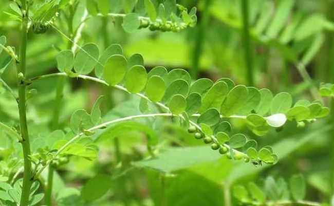 100% Pure Phyllanthus Urinaria/Phyllanthus Amarus/Phyllanthus Niruri Extract 10:1 [Best Seller 2023]