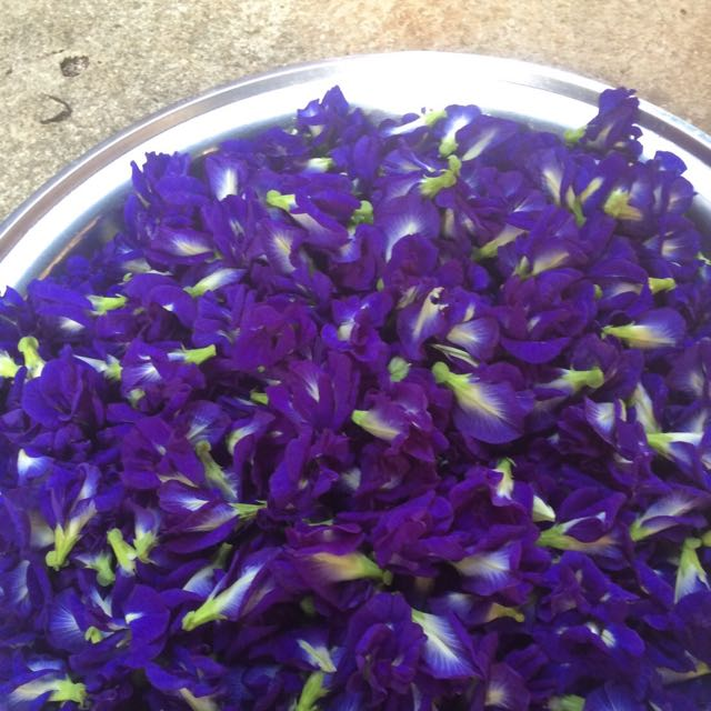 ORGANIC BUTTERFLY PEA FLOWER FOR EXPORTING WITH HIGH QUALITY AND BEST COMPETITIVE PRICE 2023