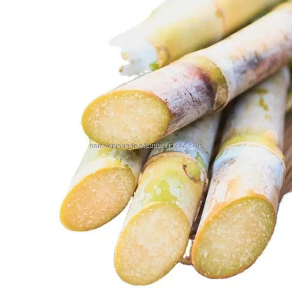 High Quality Frozen Sugarcane Sticks/Frozen Sugar Cane With Competitive Price From Vietnam