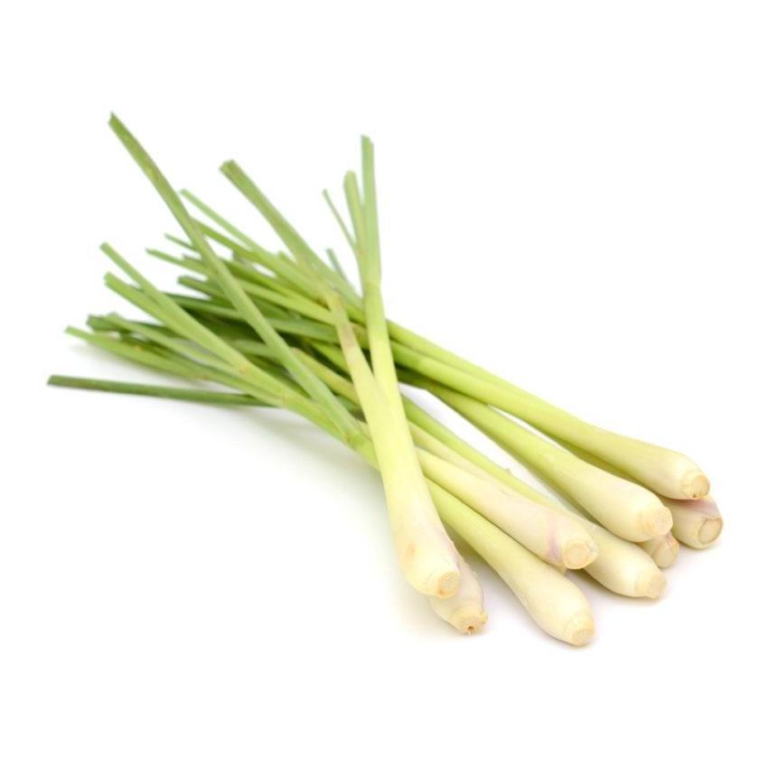 FRESH LEMONGRASS WITH HIGH QUALITY AND BEST PRICE