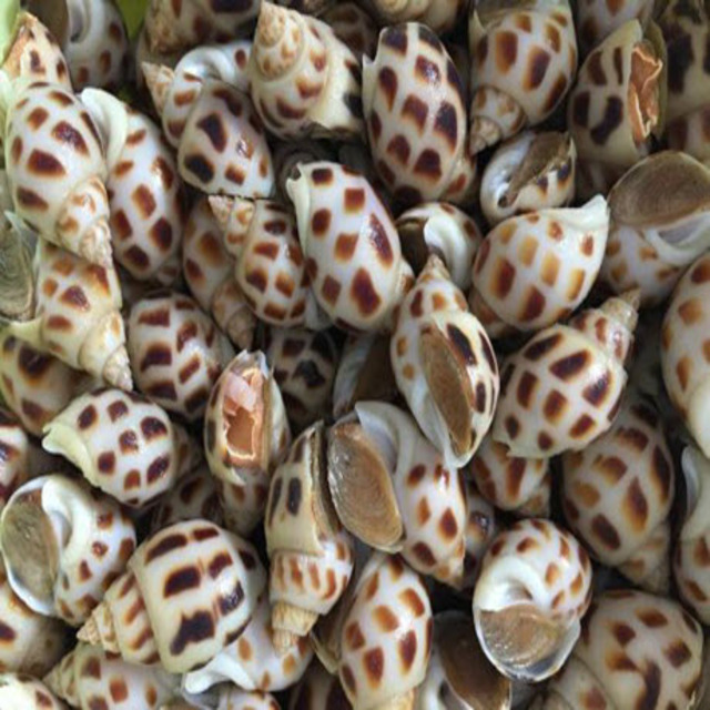 Best Price with High Quality Frozen Sweet Snail from VietNam / Wholesale Frozen Sweet Snail