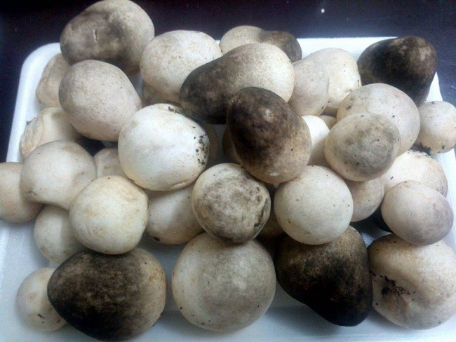 TOP SALE! WHOLESALE CANNED STRAW MUSHROOM/ HIGH QUALITY STRAW MUSHROOM FROM VIETNAM VENDOR 2023