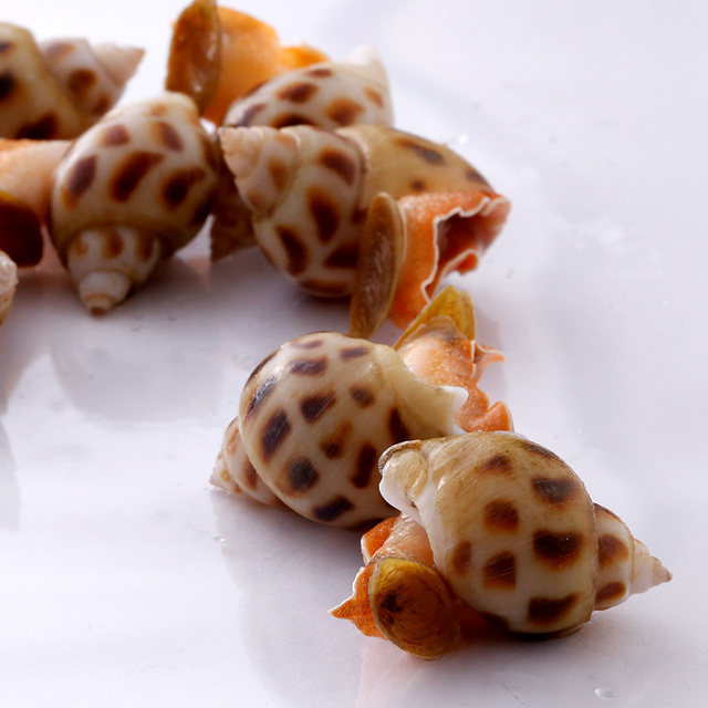 [HOT SALE 2023] FROZEN SNAIL/FRESH EDIBLE SNAILS/ GOLDEN SNAILS 2023