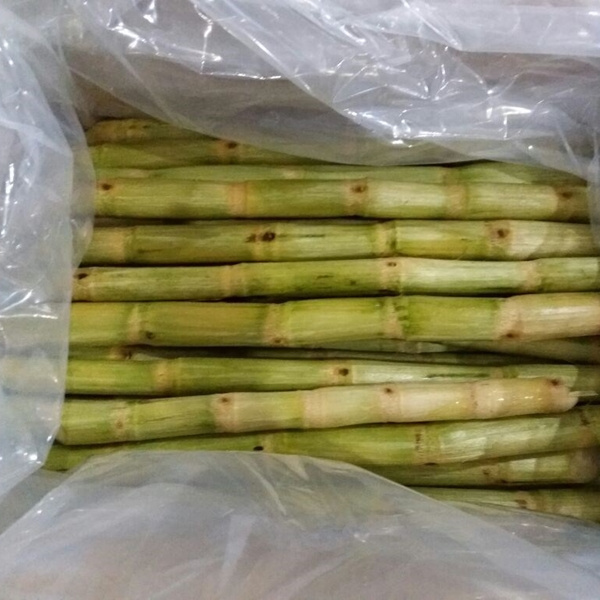 High Quality Frozen Sugarcane Sticks/Frozen Sugar Cane With Competitive Price From Vietnam