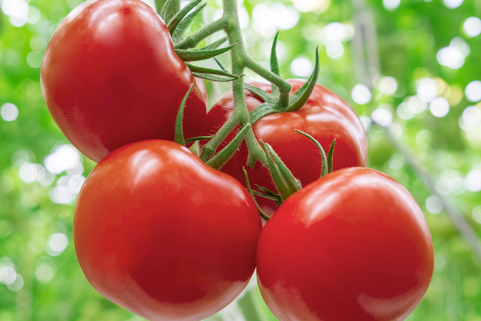 Best Price High Quality Fresh Tomato 100% Natural with best price and high quality from Vietnam in 2023 (wholesale)