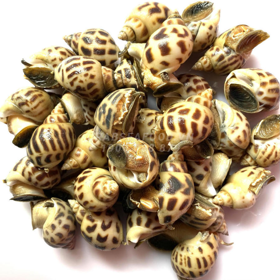 Best Price with High Quality Frozen Sweet Snail from VietNam / Wholesale Frozen Sweet Snail