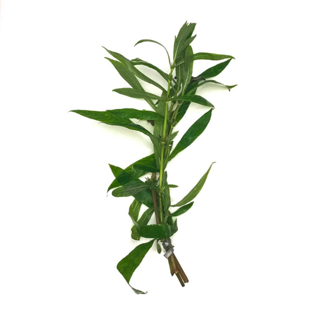 TOP SALE! HYGROPHILA WILLOW LEAF SEEDS - Special Vietnamese hygrophila salicifolia WITH HIGH QUALITY and COMPETITIVE PRICE