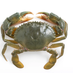 HOT SALE !!! LIVE MUD CRAB Top Quality Mud Crab Live Competitive Price From Vietnam at wholesale price