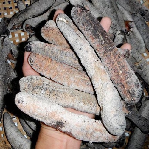 HOT SELLING - Dried Sea Cucumber with Best price and High quality 2023 from Vietnam