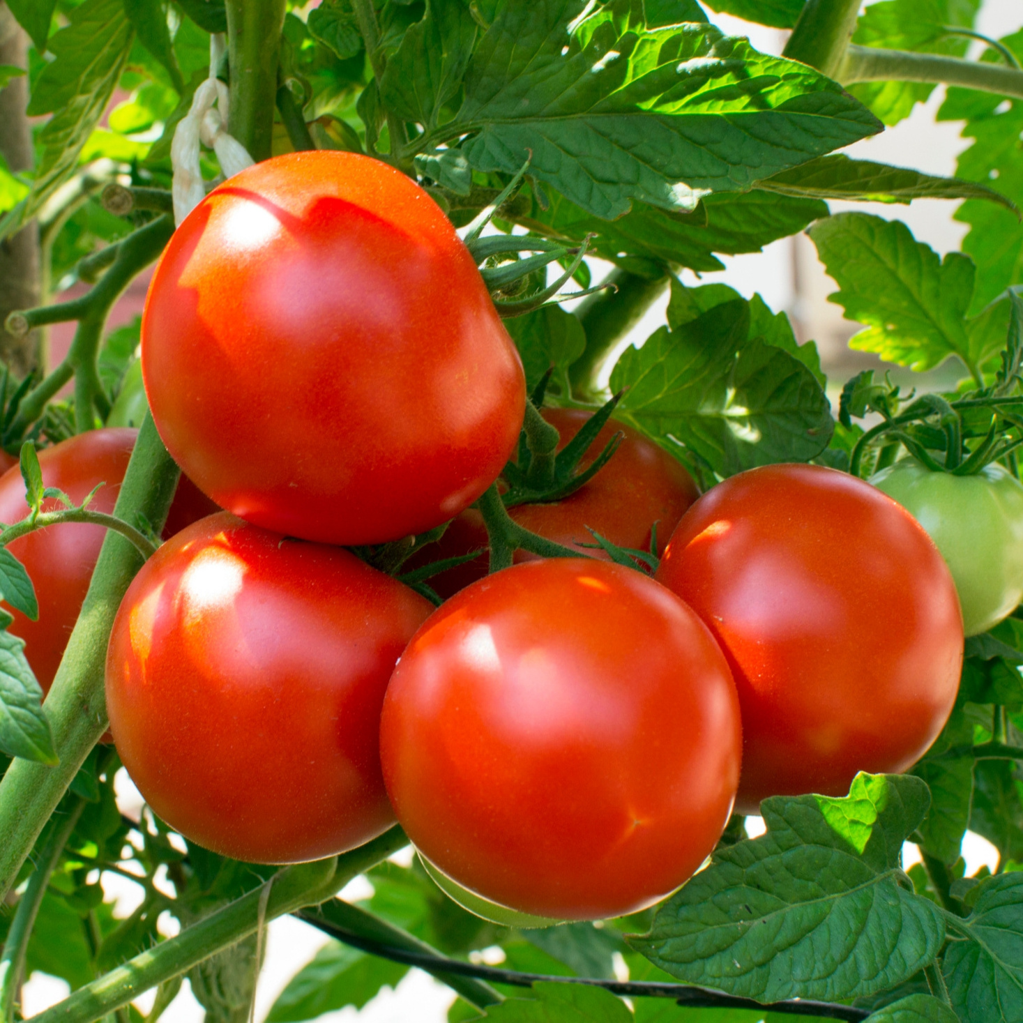 Best Price High Quality Fresh Tomato 100% Natural with best price and high quality from Vietnam in 2023 (wholesale)