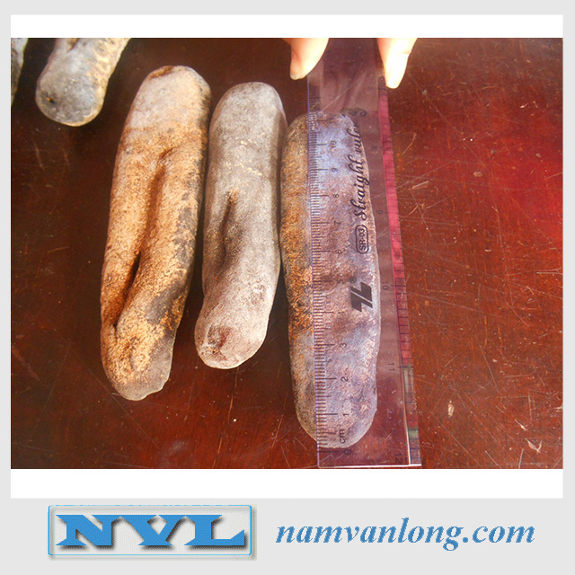 HOT SELLING - Dried Sea Cucumber with Best price and High quality 2023 from Vietnam