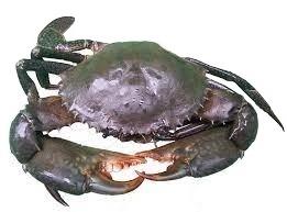 HOT SALE !!! LIVE MUD CRAB Top Quality Mud Crab Live Competitive Price From Vietnam at wholesale price