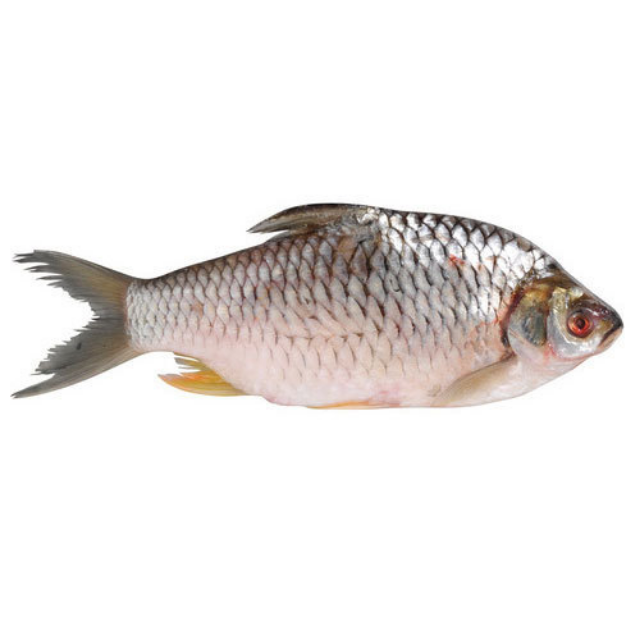 FROZEN ROHU FISH - BEST PRICE VIETNAM WITH HIGH QUALITY WHOLESALE 2023