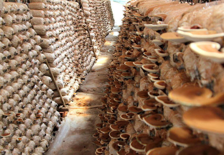 Dried reishi mushroom For Wholesale with high quality and the best price from Vietnam Exporter.