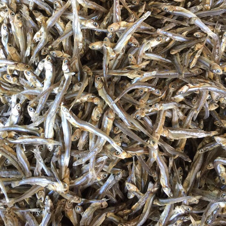 Best Seller Dried Whole Round Anchovy With High Quality and Competitive Price From Vietnam 2023