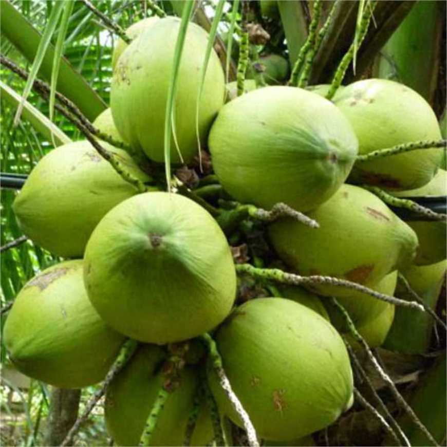 Mature Coconut from Vietnam - Best Seller 2023 with high quality and best price (wholesale)