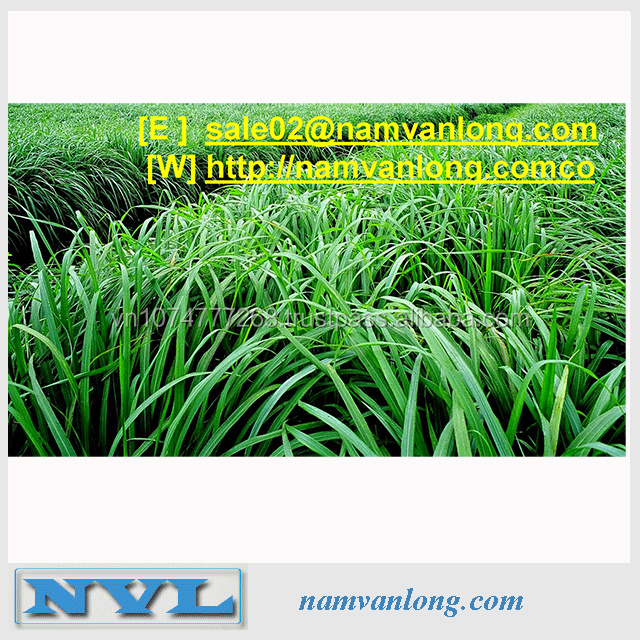 FRESH LEMONGRASS WITH HIGH QUALITY AND BEST PRICE