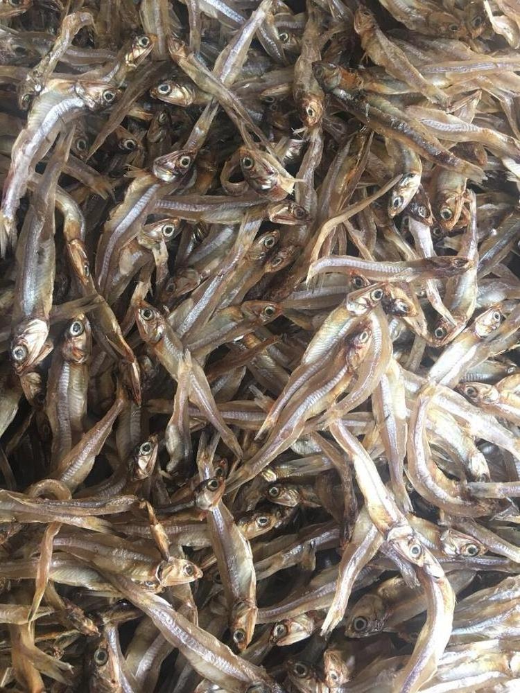 Best Seller Dried Whole Round Anchovy With High Quality and Competitive Price From Vietnam 2023