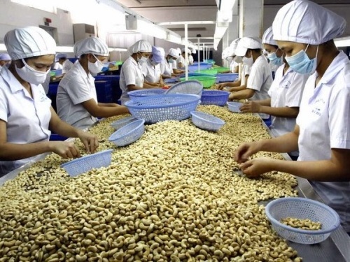 [TOP SALE] CASHEW NUTS ROASTED SALTED from Vietnam with Best Price and High Quality