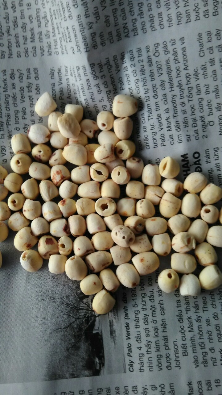 High quality lotus seed with the high quality and best competitive price 2023 in VietNam of Nam Van Long Company