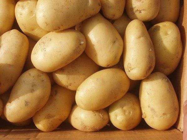 100% FRESH HIGH QUALITY POTATO FROM VIETNAM - HOT SALE 2023 - NAVALO