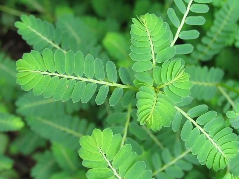 100% Pure Phyllanthus Urinaria/Phyllanthus Amarus/Phyllanthus Niruri Extract 10:1 [Best Seller 2023]